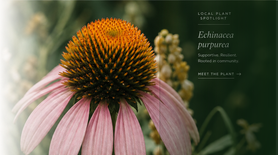 Close-up of an echinacea flower in a green garden